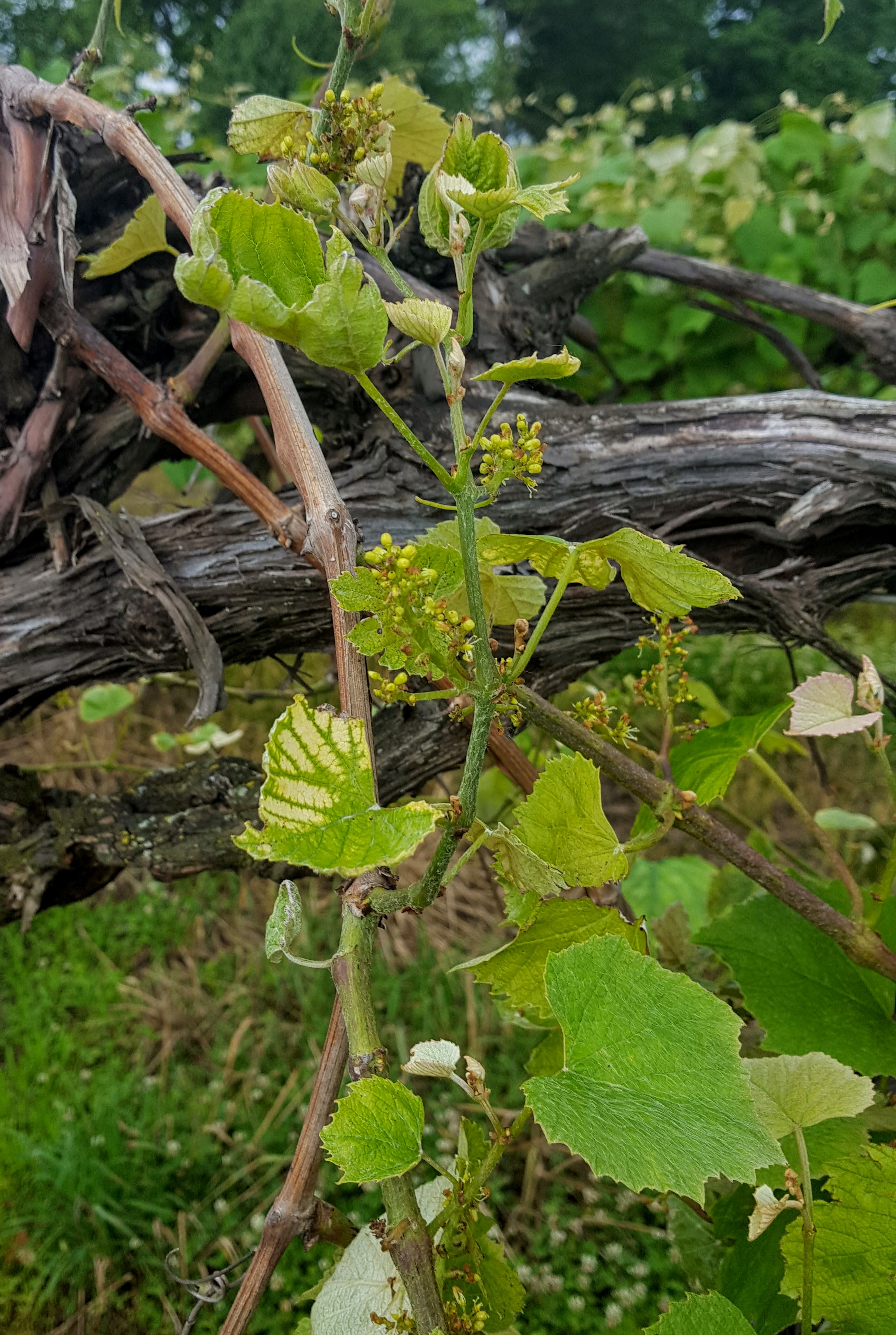 Felcyn eutypa